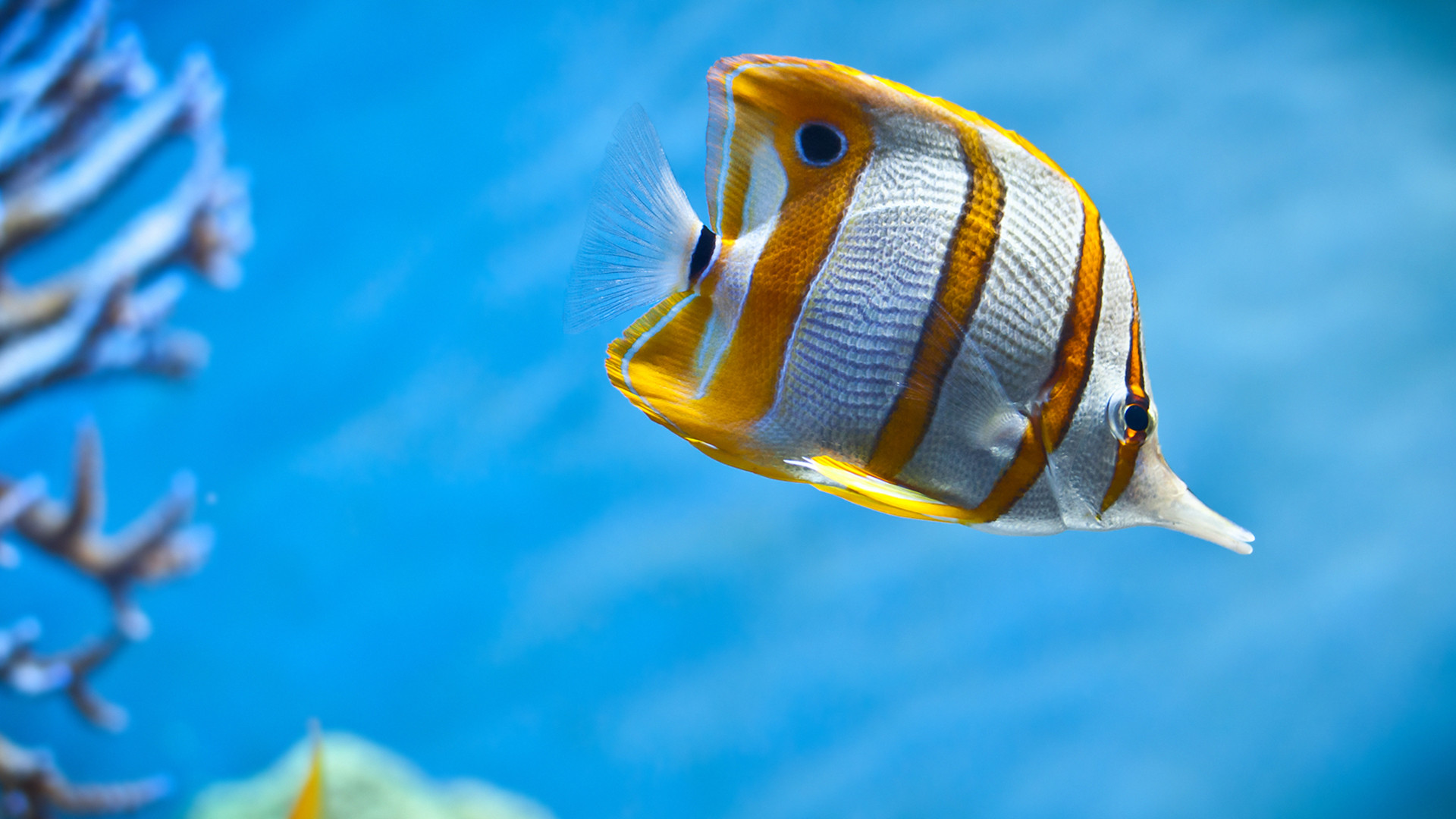 神秘梦幻的海底世界高清图片桌面壁纸 第一辑