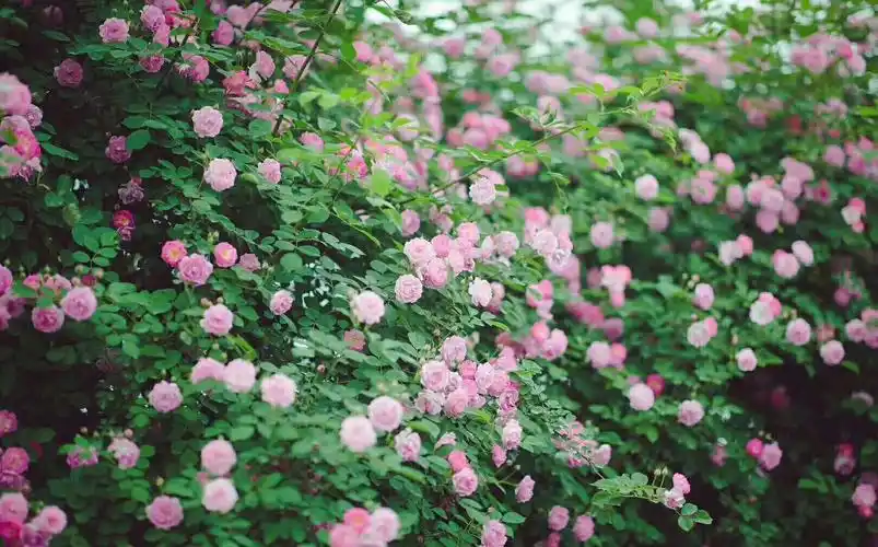 蔷薇花开,灿烂如海 | 你想要的美丽就在贡井五彩荷园
