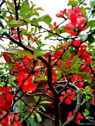 写美篇街角的花摊上 那一盆梅花 在春天里开过 现在夏天来了 依然倔强