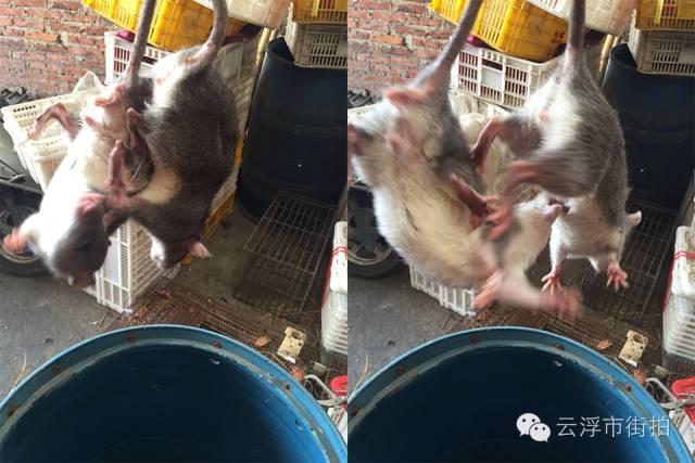 "海陆空火锅,龙虎凤煲"好吃到lam lam 利!