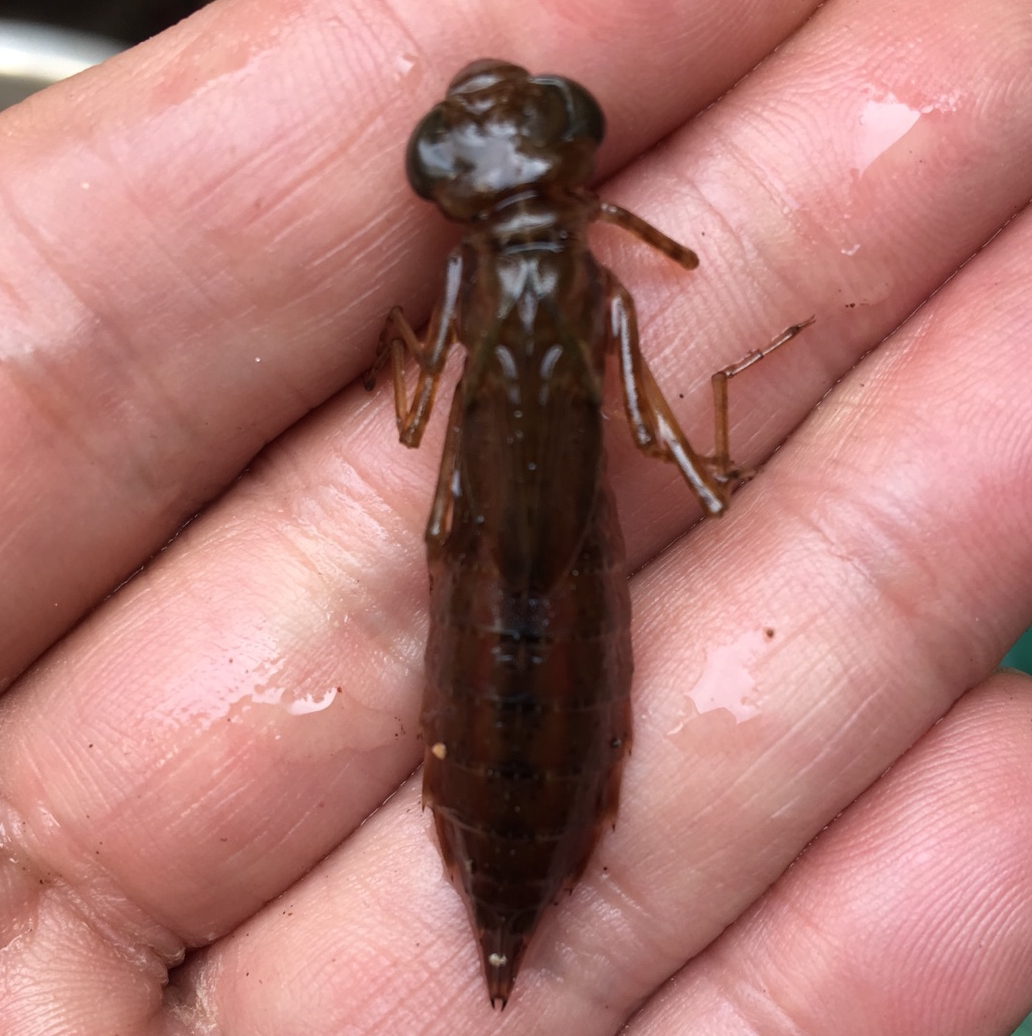 蜻蜓幼虫水虿活体碧伟蜓闪蓝丽小蜻宠物稚虫微山湖原生满10只包邮