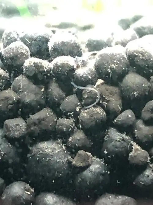 开缸两周突现类似蚯蚓幼虫的白色条装虫子