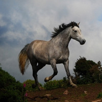 好看良马骏马奔腾疾驰图片_微信头像图片大全