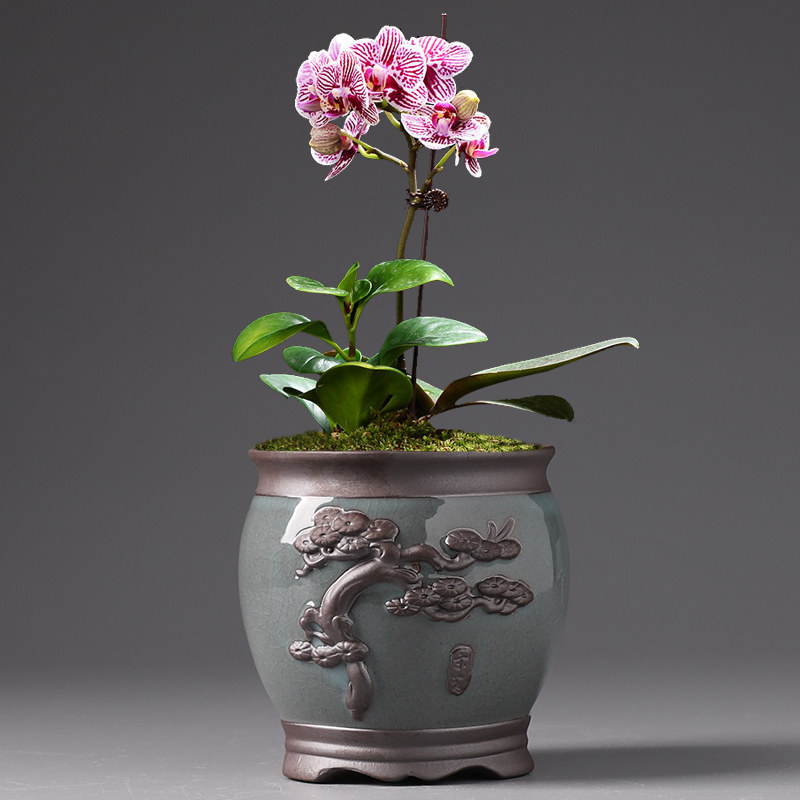 花盆蝴蝶兰专用陶瓷紫砂中号兰花盆栽特价清仓花盆