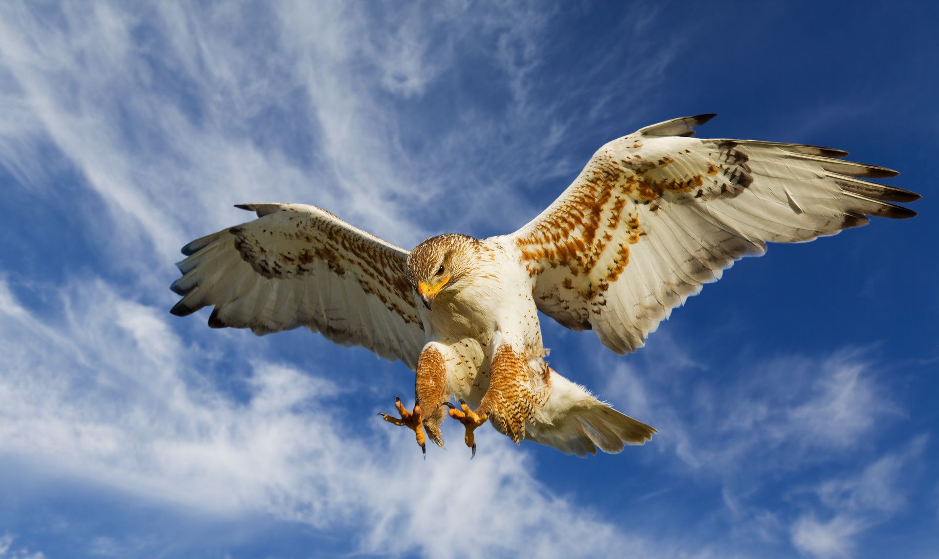 图集:分享一组精美的雄鹰壁纸,赶紧来收藏吧!