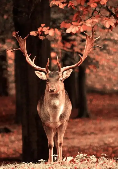 鹿角很好看的唯美鹿的图片