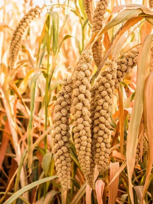 和硕谷子丰收了