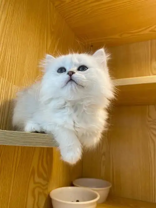 长毛银渐层也很可爱