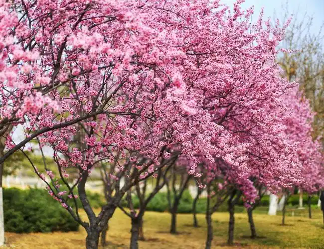 美人梅  美人梅多么动听的名字,它是1895年法国人用重瓣宫粉型梅花与