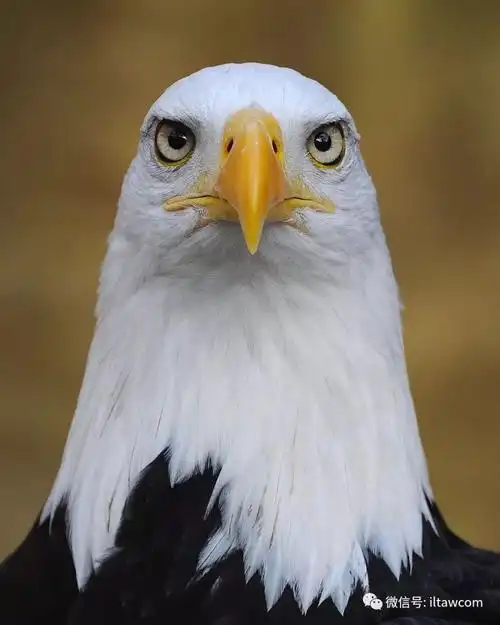 美国的国鸟白头海雕
