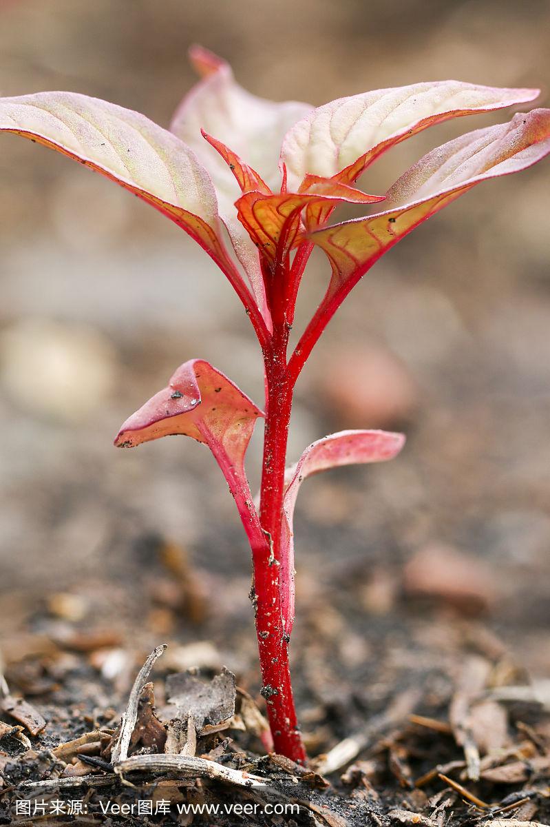 鸡冠花的幼苗,天青石