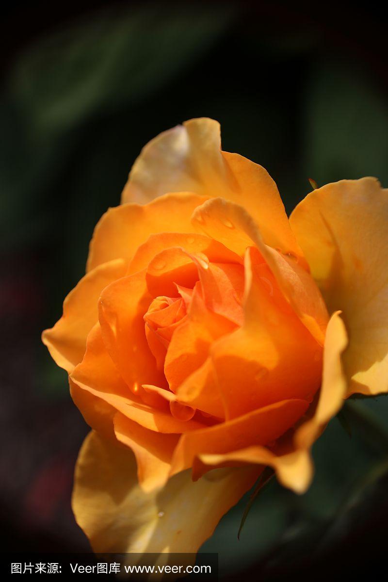 橙玫瑰