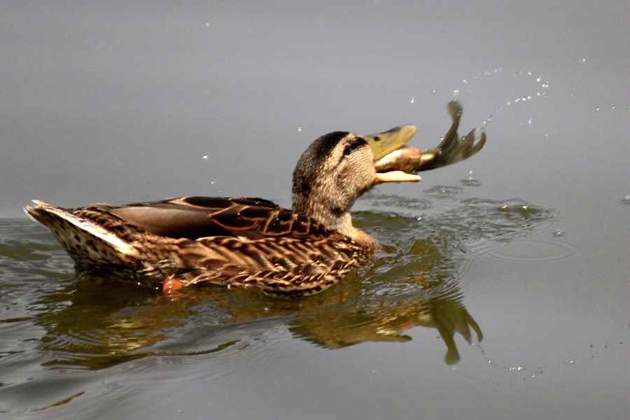 【鸟——【野鸭】叼鱼】 第 9 幅查看大图曝光:1/800 sec光圈:f5.