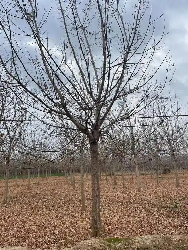 顺风顺水顺人意,好树型金叶复叶槭.##专业的事交给专业的人  - 抖音