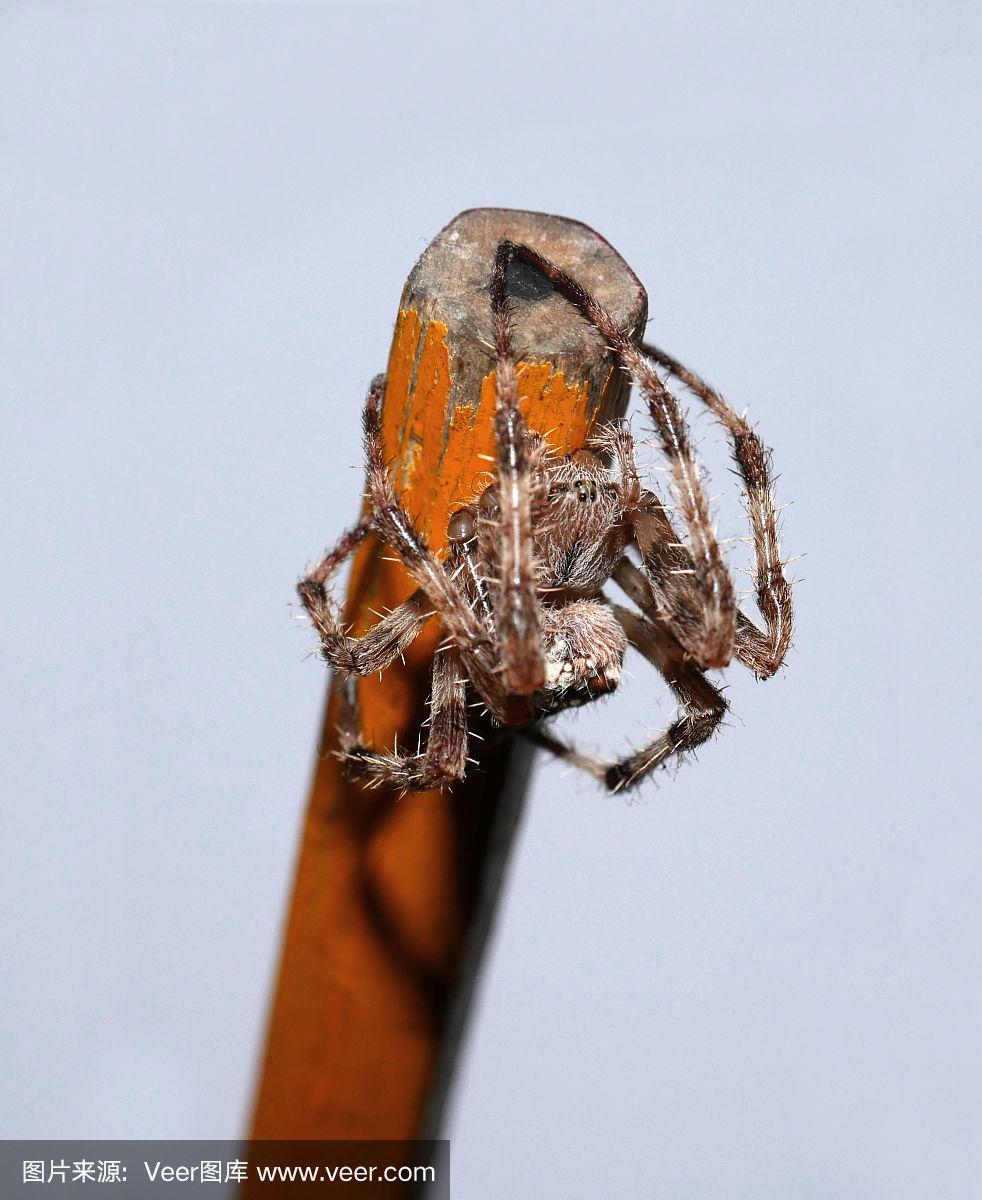 十字形,蜘蛛,自然,垂直画幅,野生动物