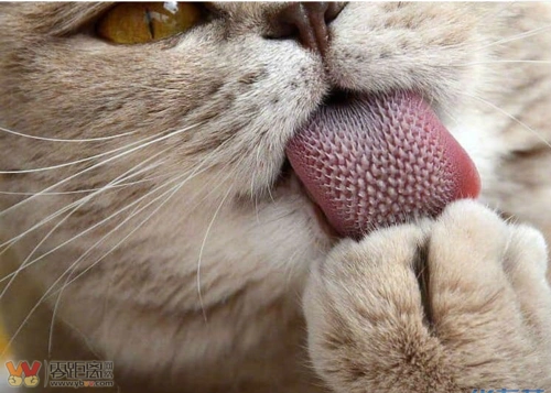 慎点手贱看了一下猫舌头的照片居然是这样的我承认被恶心到了