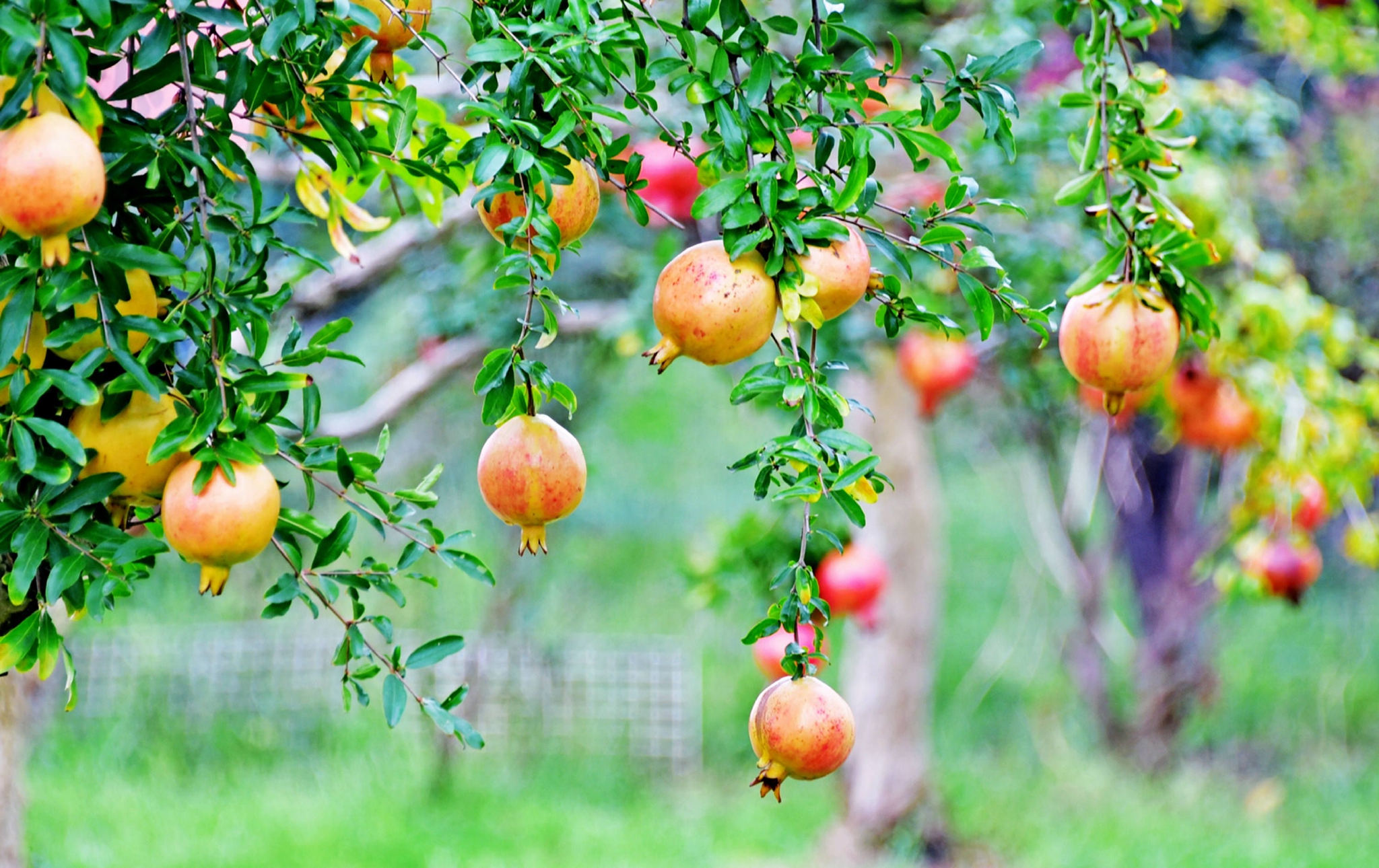 硕果累累满枝头,又是一个丰收季,这是秋日的佳友福田开心果园.