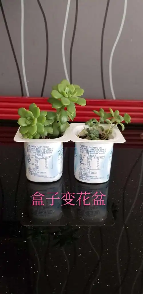 酸奶瓶变花盆