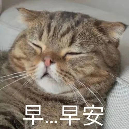 萌宠 猫星人 早安 打招呼 呆萌 可爱