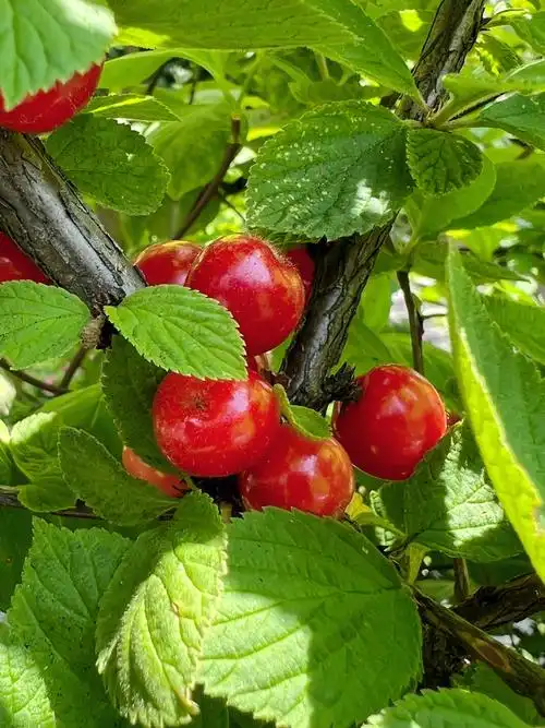 这是国内那种樱桃吧