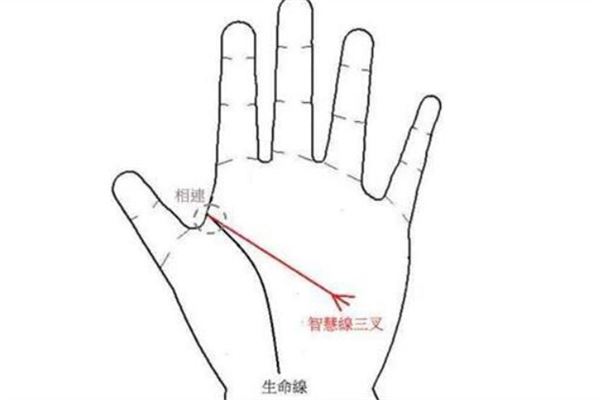 手相智慧线中间分叉预示着什么