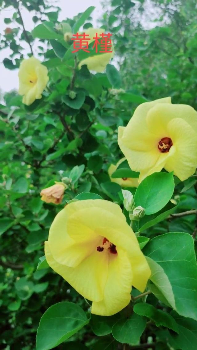 黄槿94