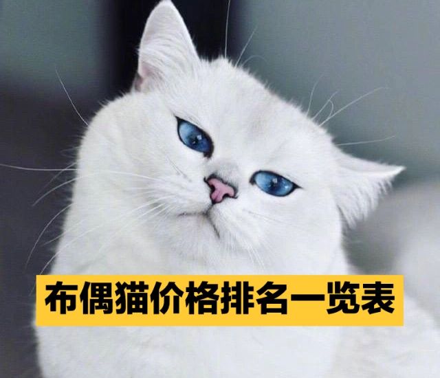 布偶猫价格排名一览表 作为猫界颜值担当的布偶猫,一直是大家入手猫咪