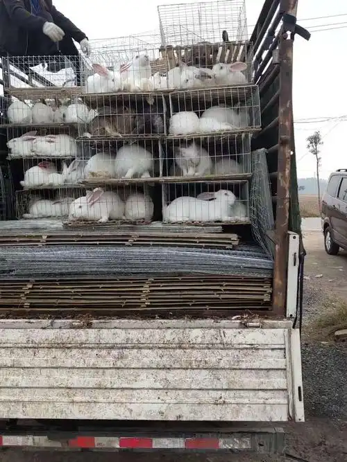 随着科学技术的普及,人们的科技知识水平提高了,对兔肉质量的认识也