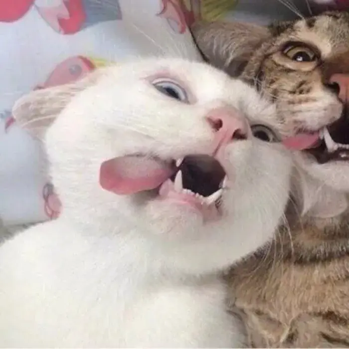 情头| 沙雕情侣头像_网络