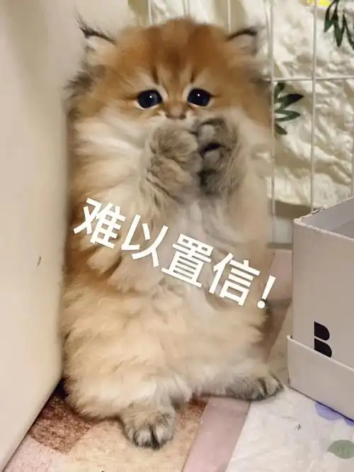 金妹妹表情包来啦价高～#猫咪  #金渐层  #表情包分享  #猫咪表情包