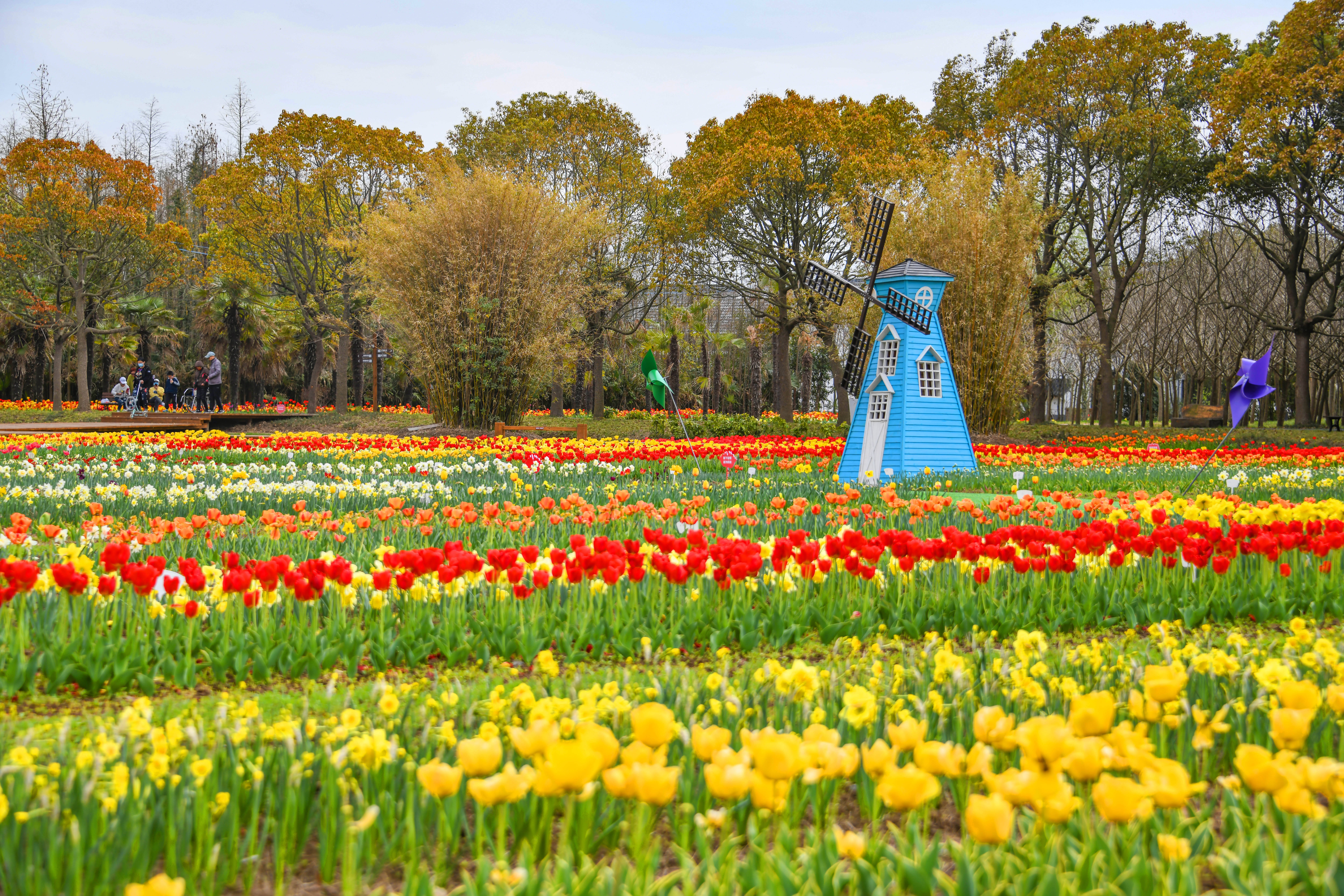 视频2021崇明郁金香花展开幕三款郁金香新品种获现场命名