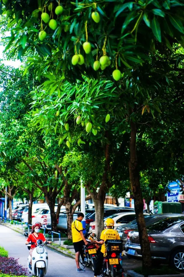 有的似牛角,成熟的色彩给它们涂上了迷人的红晕,一棵棵芒果树给城市