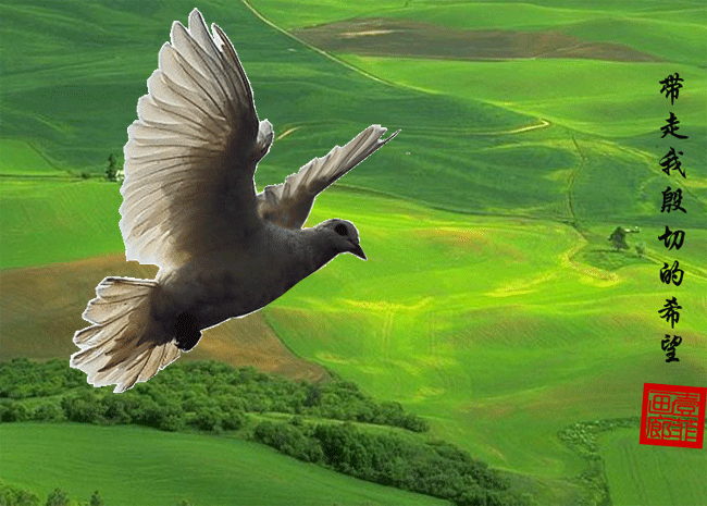 神圣和平的使者～最美丽的信鸽及动态图!