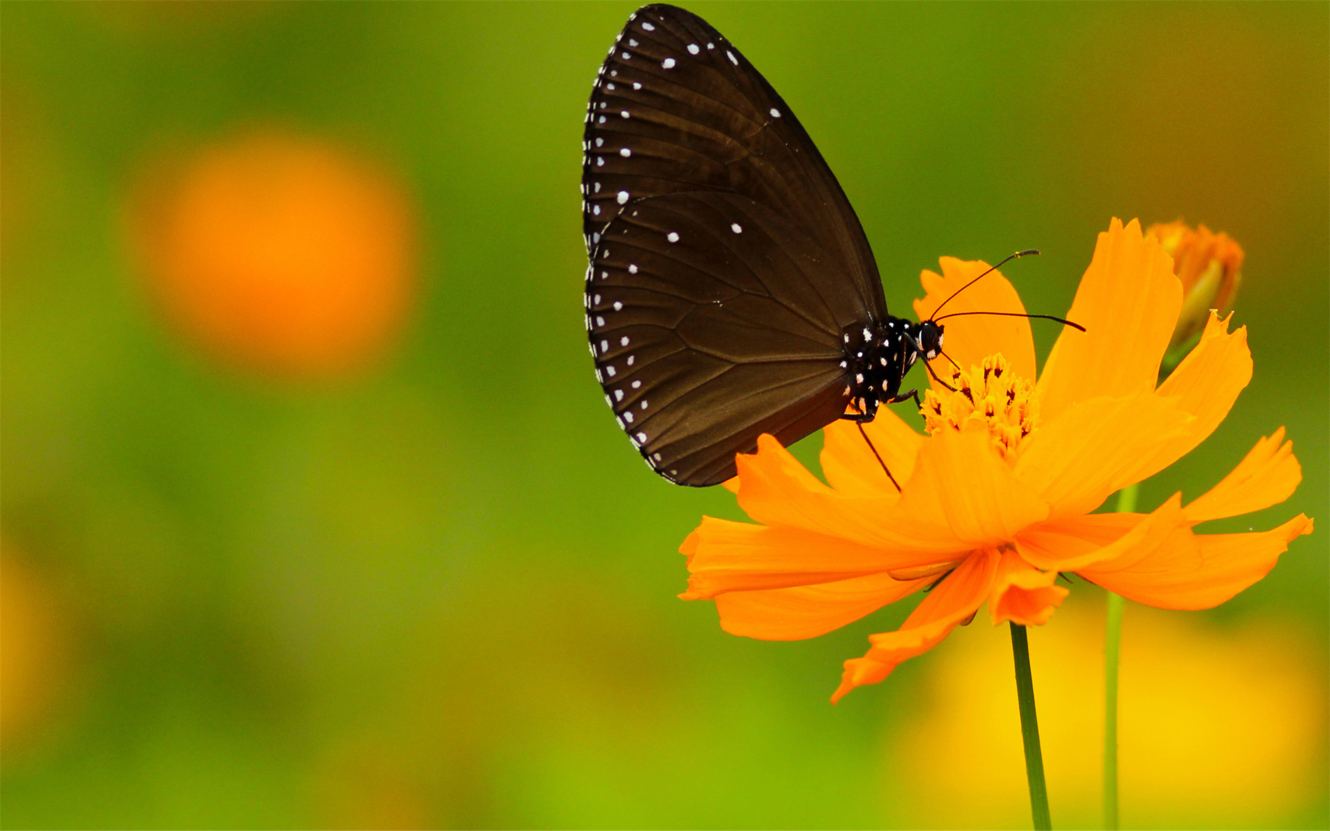 唯美植物花卉摄影小清新电脑桌面壁纸图片大全