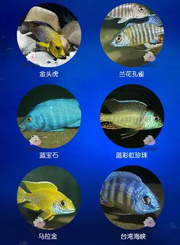 三湖慈鲷马鲷 热带淡水观赏鱼 马鲷合集 打折限时包邮活动一