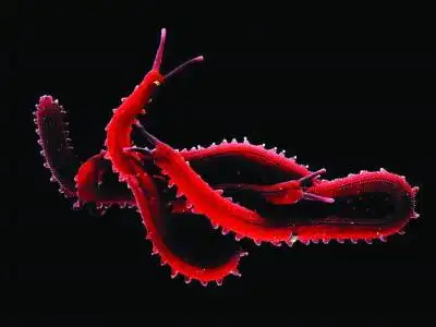 英专家揭秘毛毛虫变蝴蝶:因蝴蝶与天鹅绒虫交配