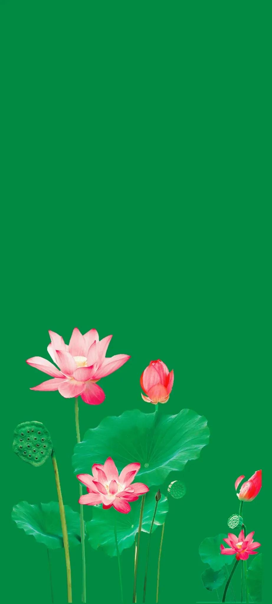 清新绿色护眼荷花壁纸