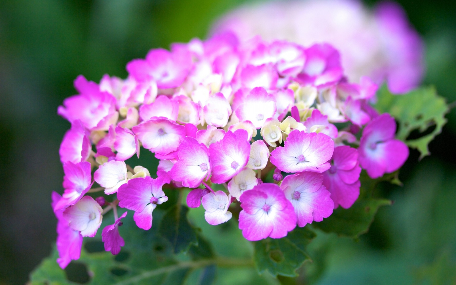 唯美梦幻小清新绚丽多彩花朵绣球花桌面壁纸(三)