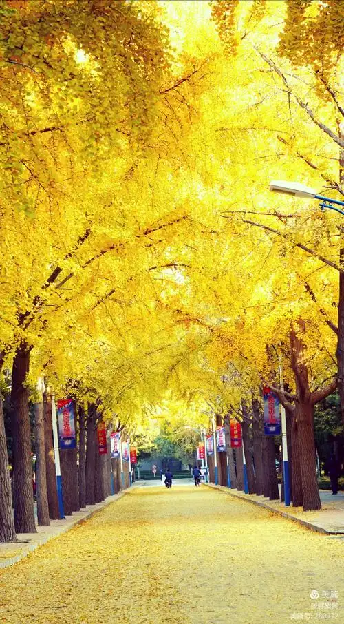 黄金大道(2020纪念)