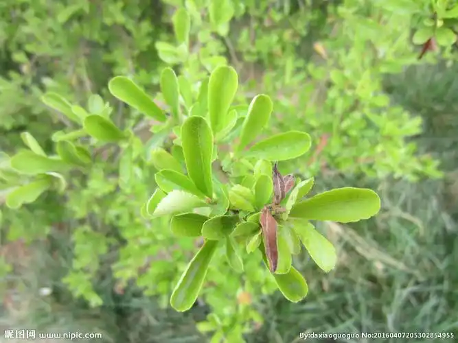 火棘叶子图片