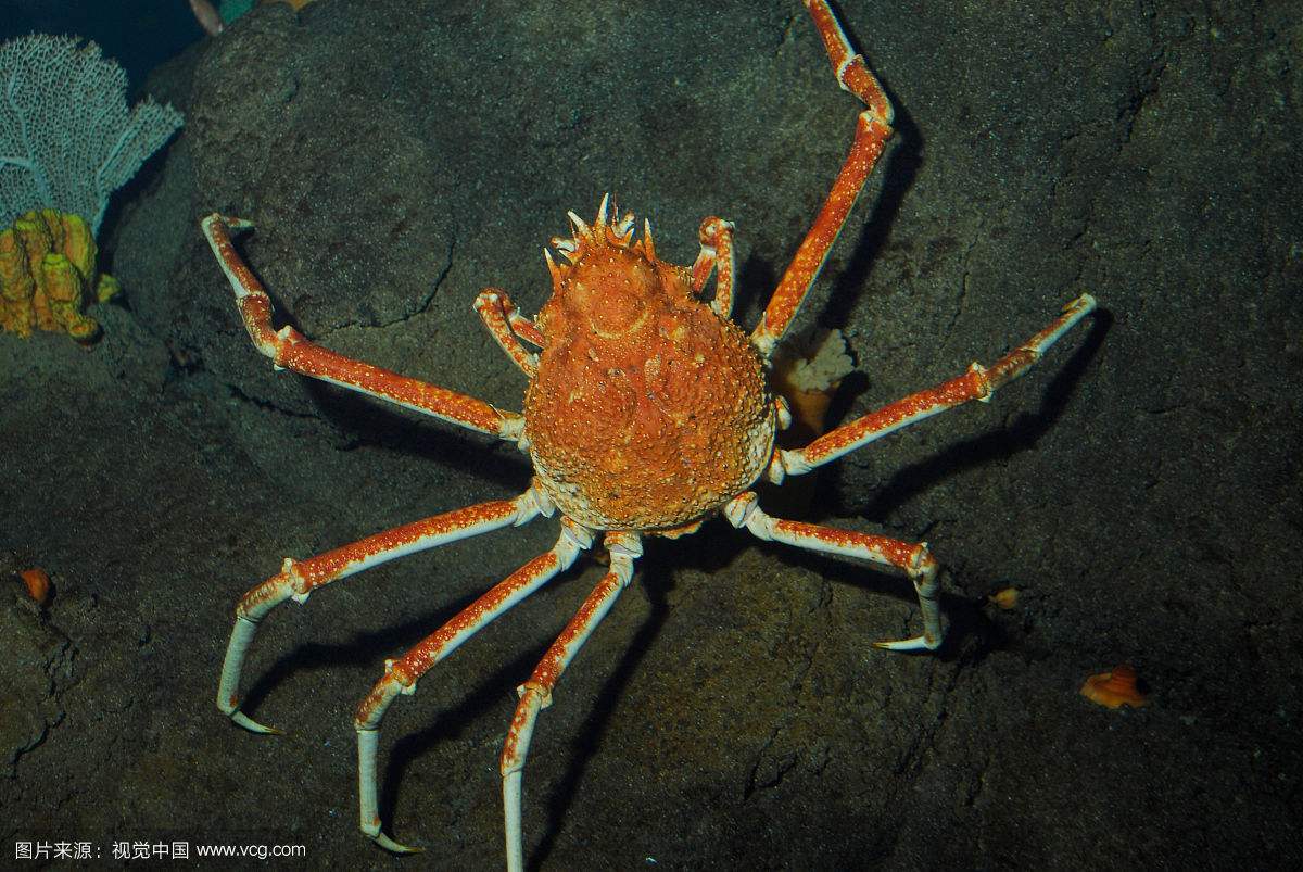 巨型蜘蛛蟹海底"行军"