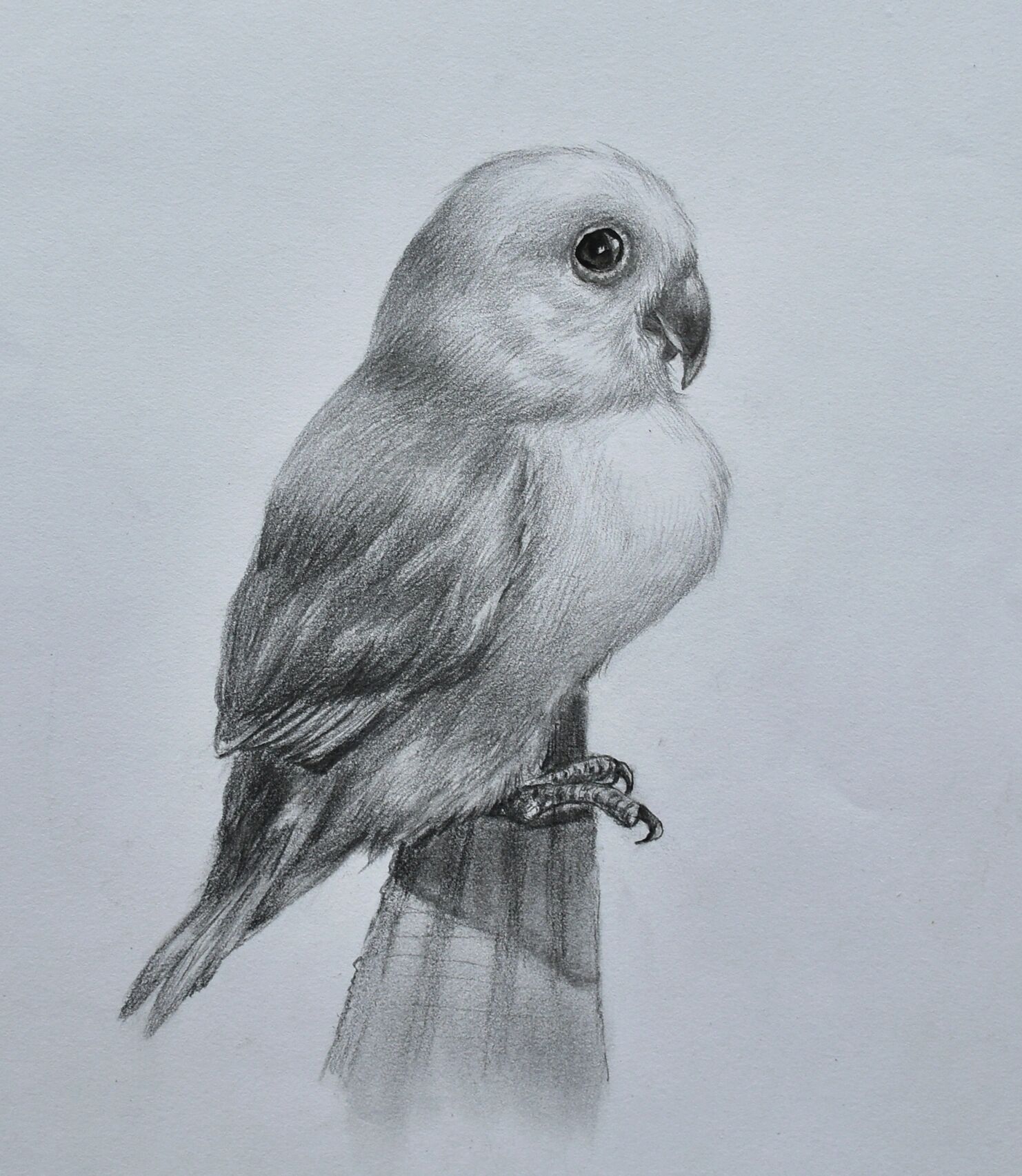 简单易学的素描动物「牡丹鹦鹉」 画鸟相对比较简单,造型容易画,画的