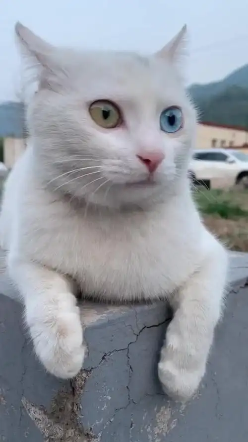 中华田园猫 异瞳 一边大海一边星辰 好美啊 可惜了 是个傻子