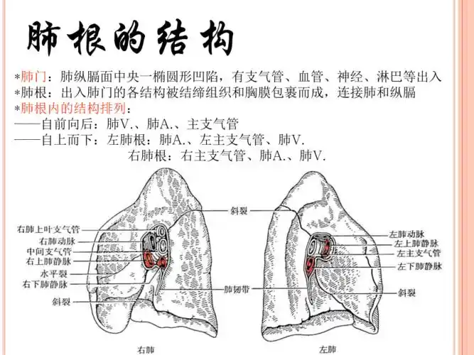 肺系统解剖pptppt