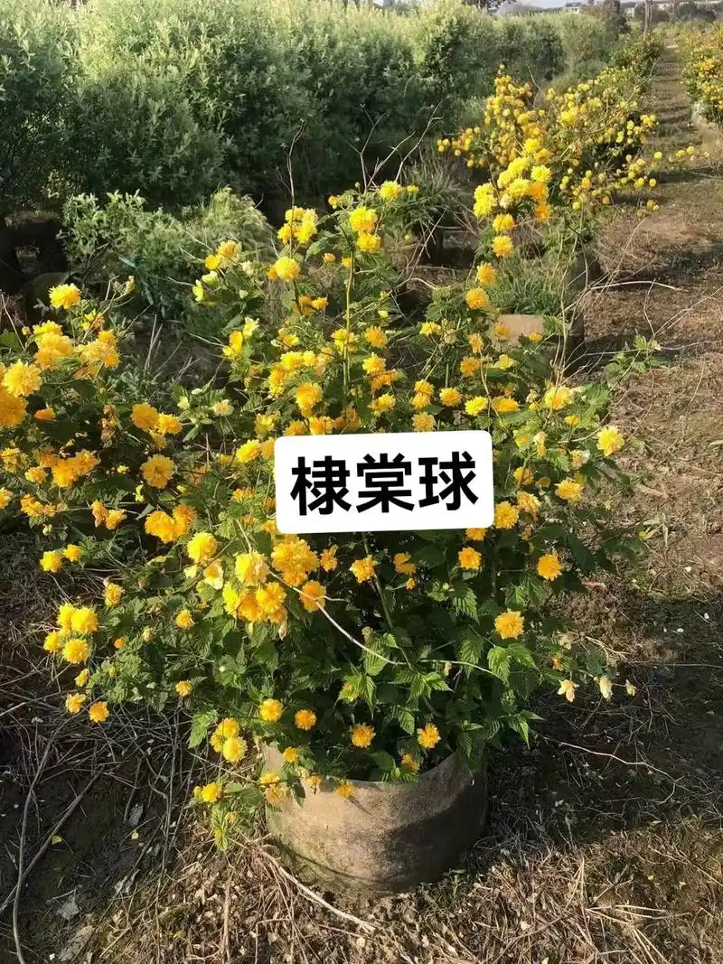 棣棠(dì táng)为蔷薇科棣棠花属植物,别名鸡蛋黄花,山 - 抖音