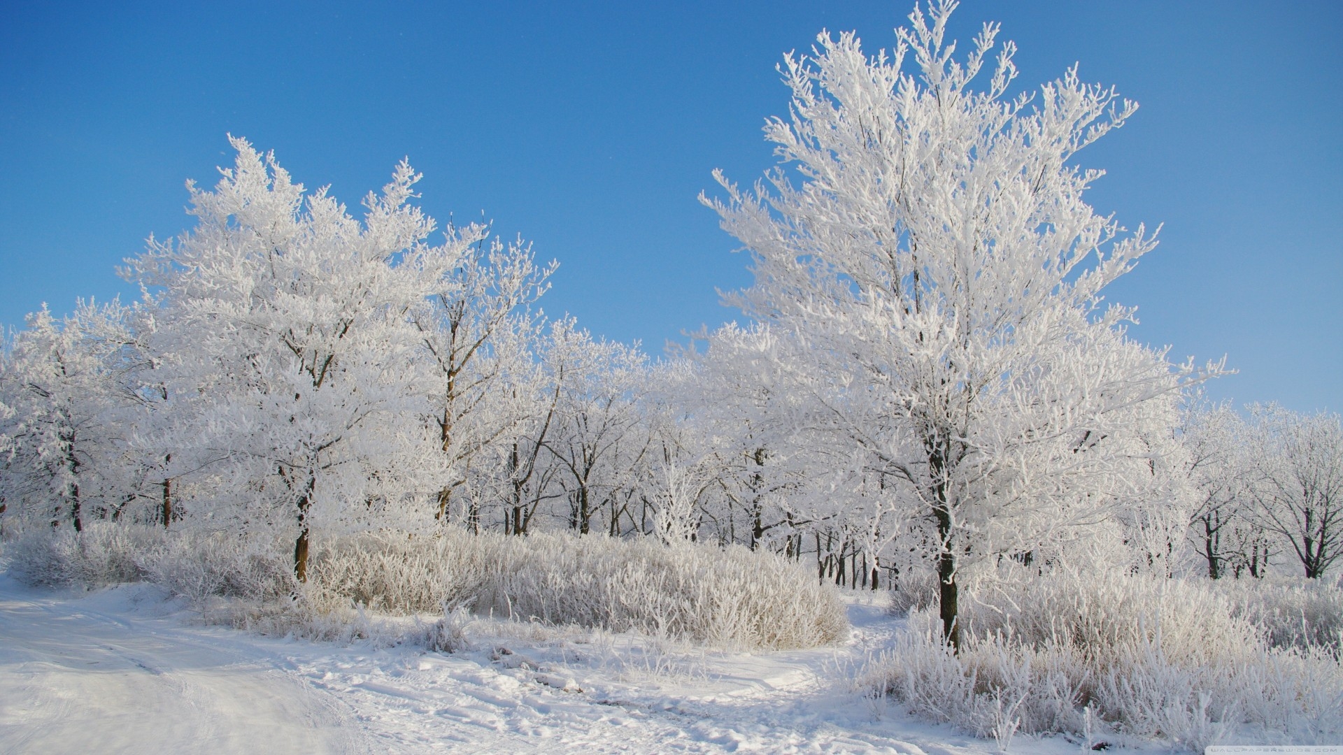 晶莹梦幻的冰雪世界冬日风景桌面壁纸