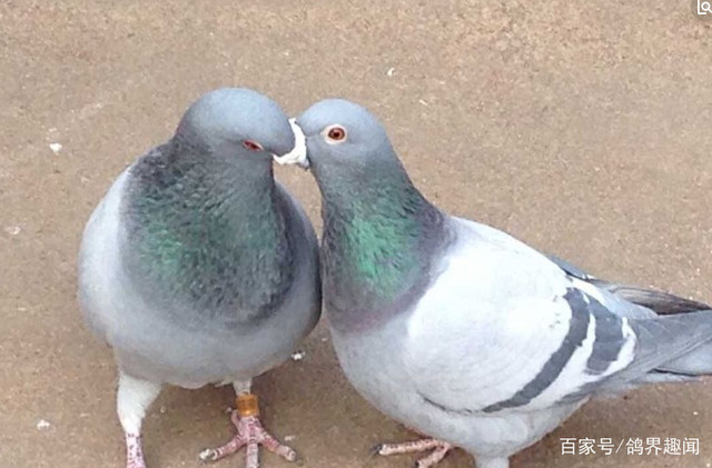 公母差别很大可以一眼就能看出,鸽子在很多时候,并不是那么容易雌雄