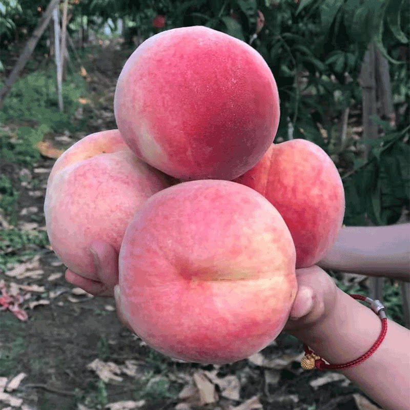 新品种平谷大桃树大久保桃苗早14号绿化9号水蜜桃树苗久宝桃树苗