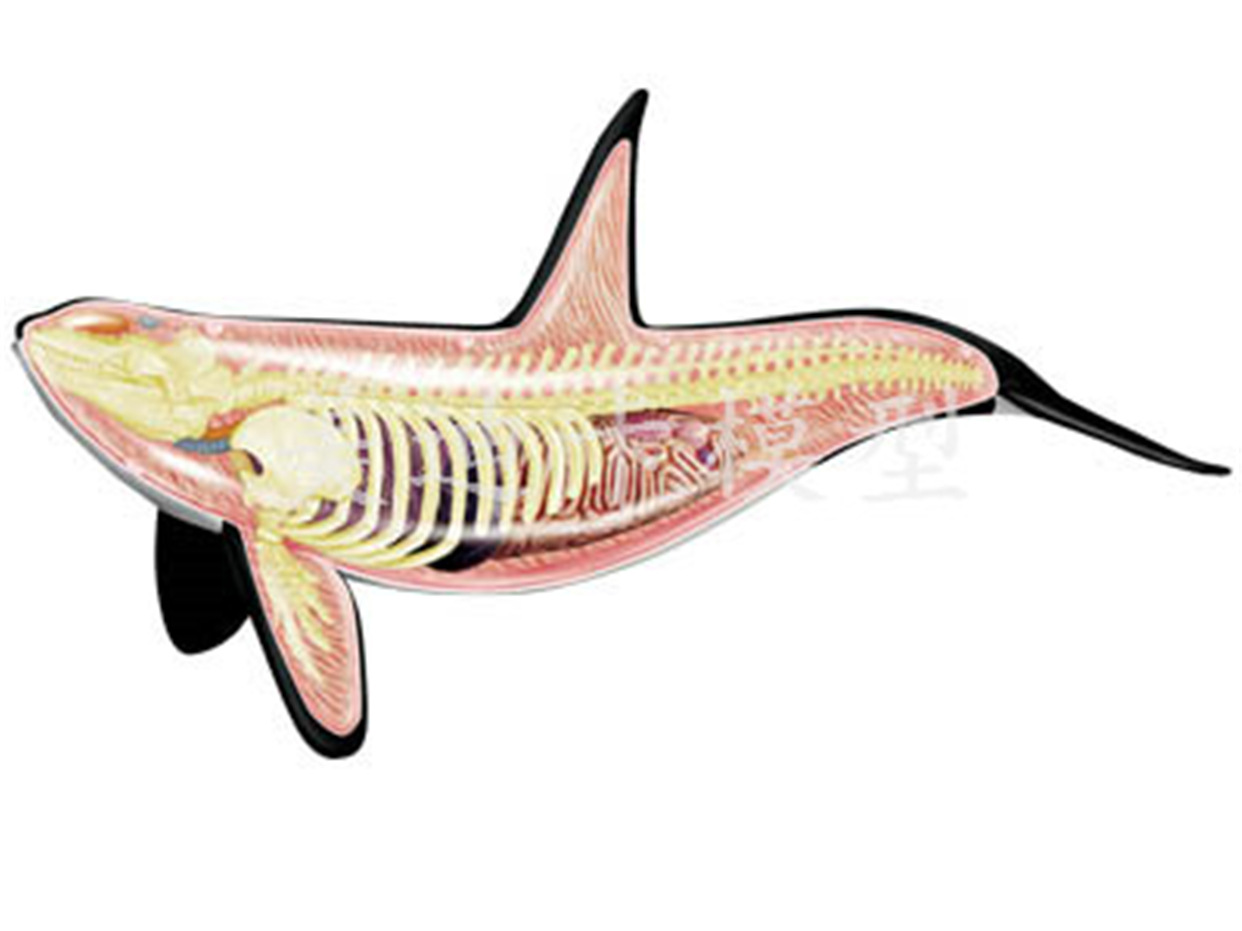 包邮4d master益智拼装玩具动物生物鲸鱼器官解剖医学用教学模型