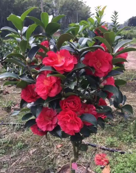 秋天定要养棵四季茶花,花大色艳美极了,一次能开20朵,值得拥有